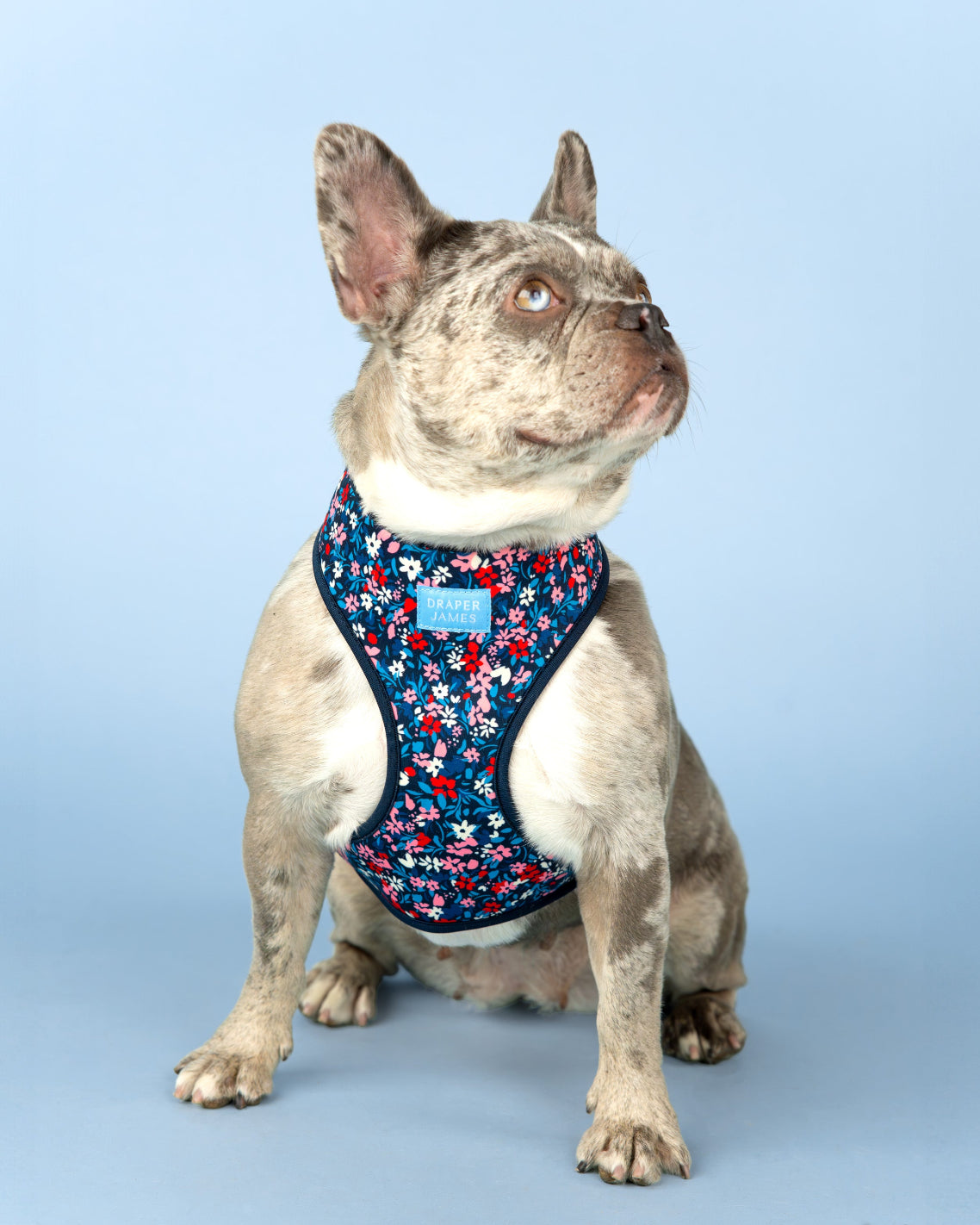 Reversible Dog Harness – Draper James - Main Image