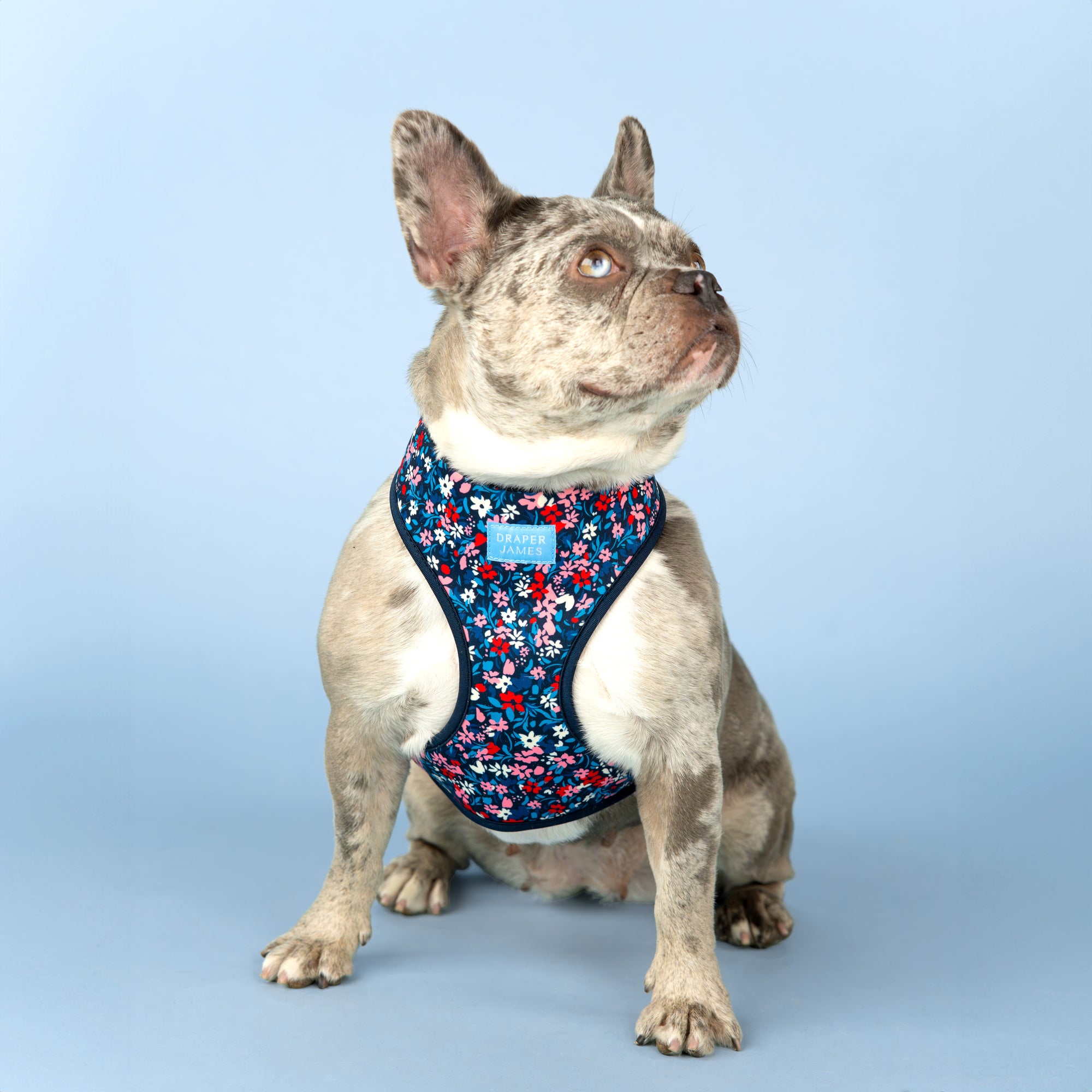 Reversible Dog Harness