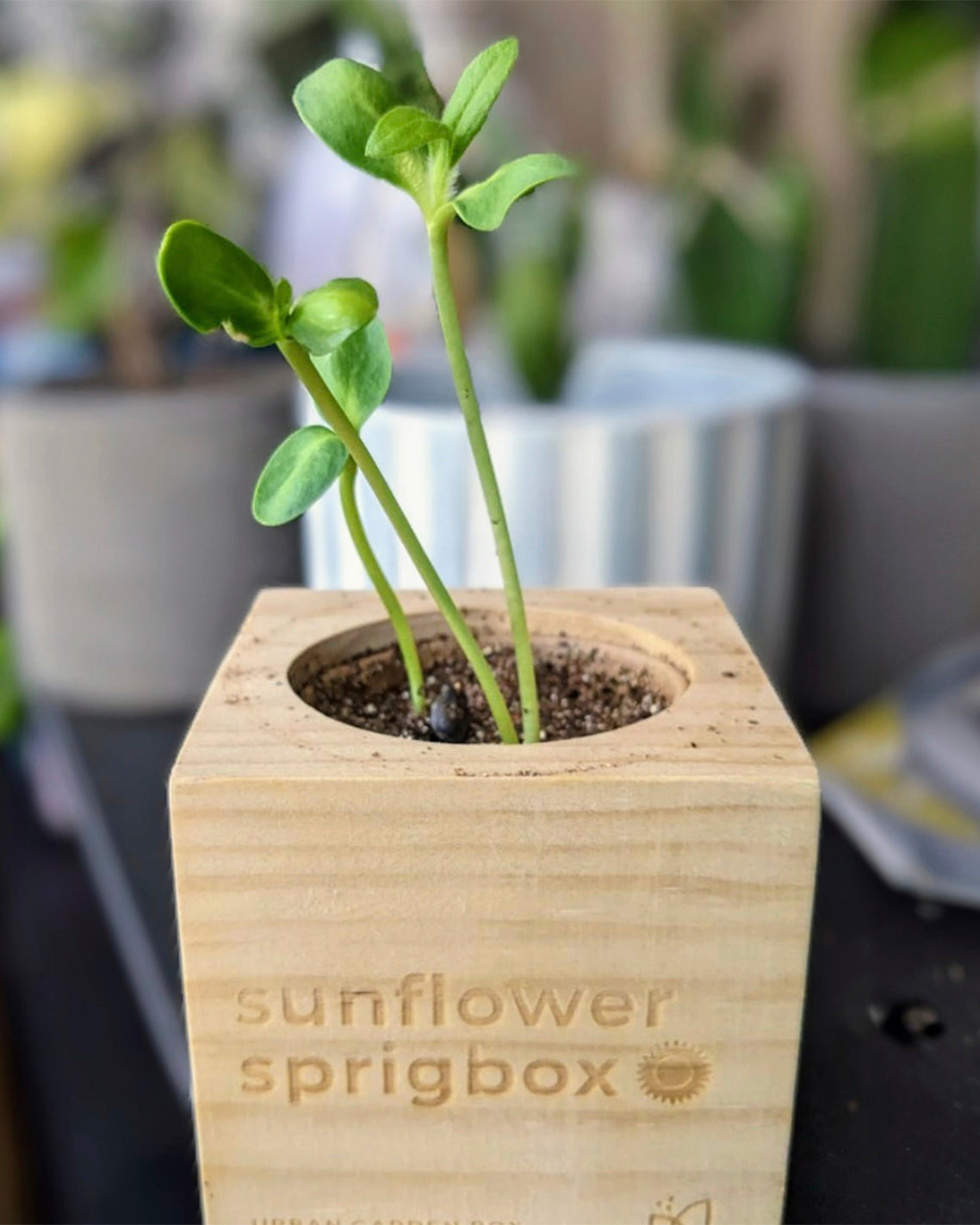 Forget Me Not Grow Kit