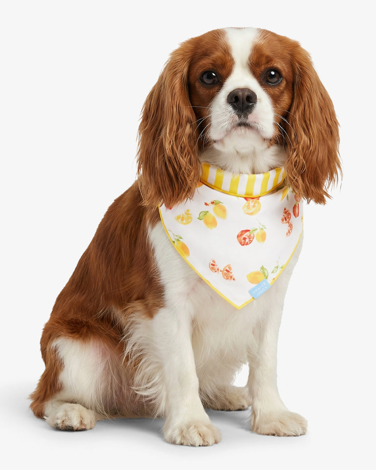Yellow Reversible Citrus Bandana