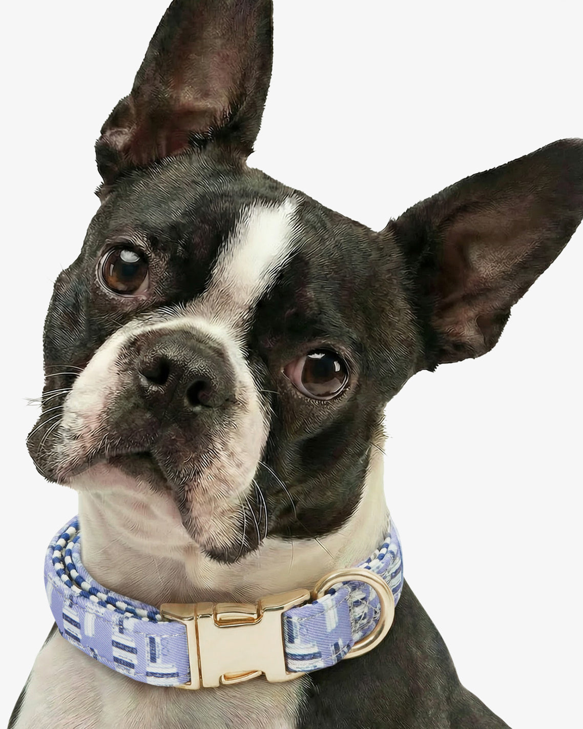 Blue Book Print Collar